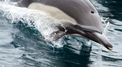 Kako dolphins spanja: dejstva in miti